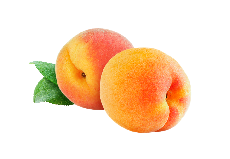 Саженцы поздних сортов абрикоса ᐉ купить в питомнике Биосад