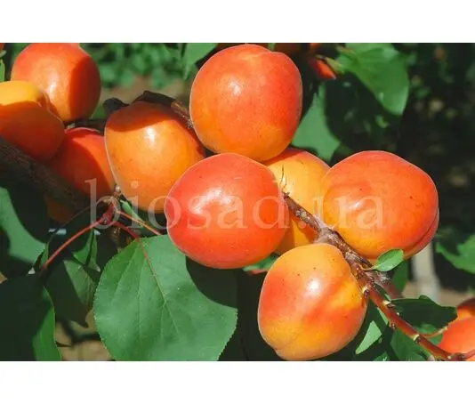 Саженцы поздних сортов абрикоса ᐉ купить в питомнике Биосад