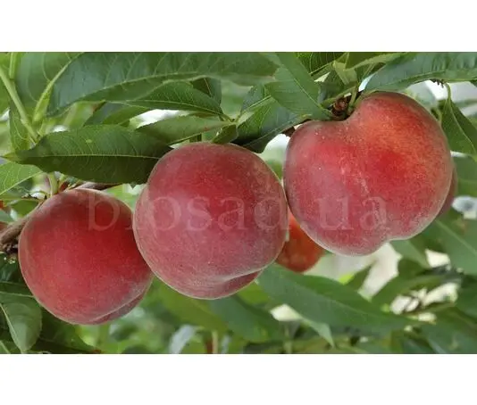 Саженцы персика среднего срока созревания ᐉ купить в питомнике Биосад