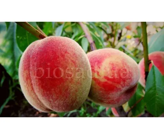 Саженцы персика среднего срока созревания ᐉ купить в питомнике Биосад