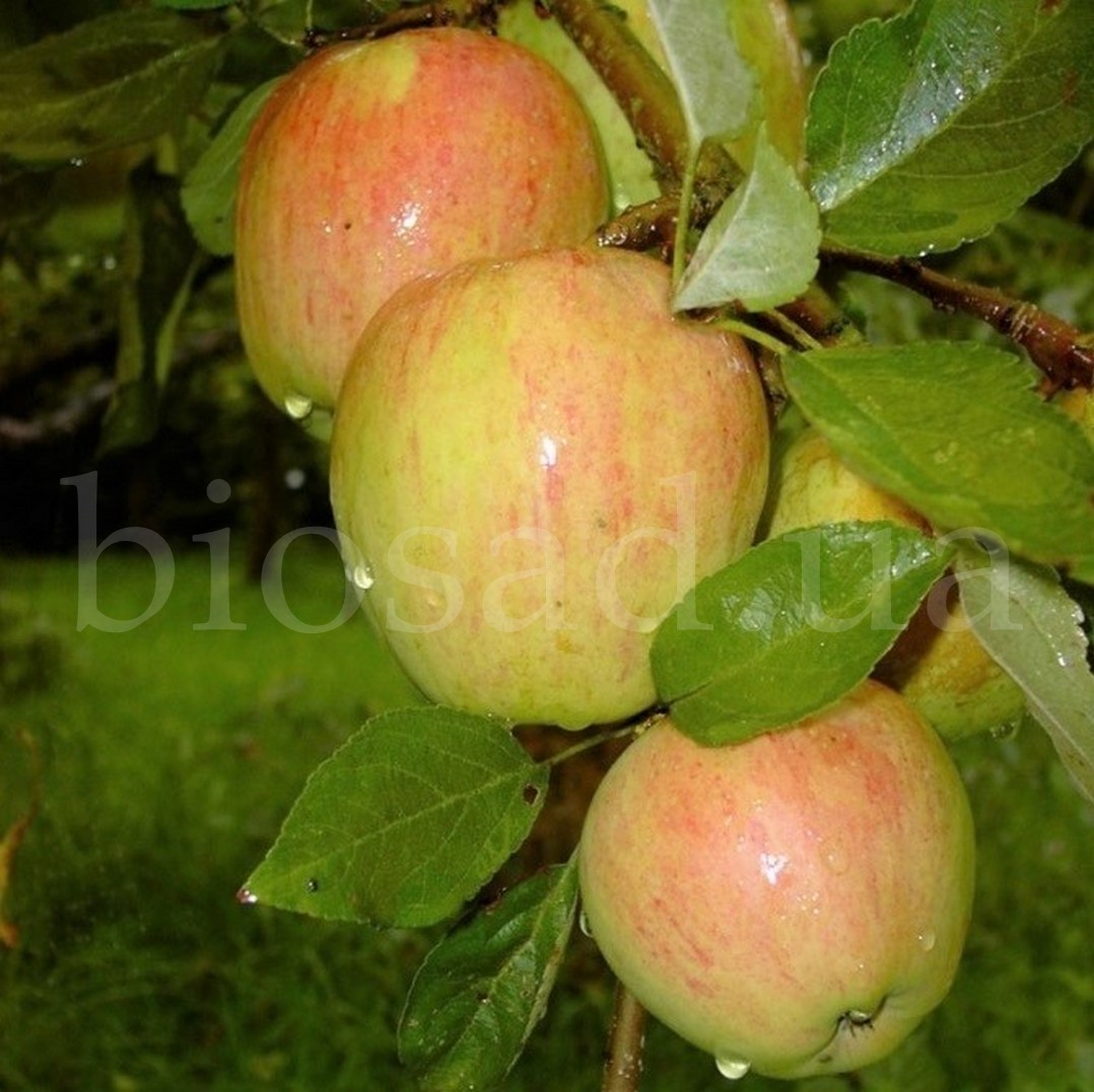 Сорта яблонь для начинающих садоводов