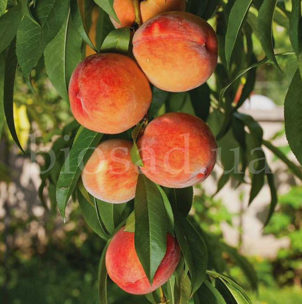 Сорт персика вайн. Персик вайн Голд. Персик дерево. Персиковое дерево с плодами.